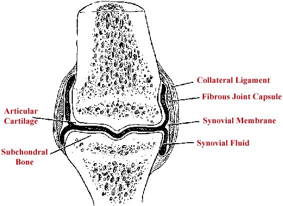 Horse Life and Love: All About Tendons and Ligaments