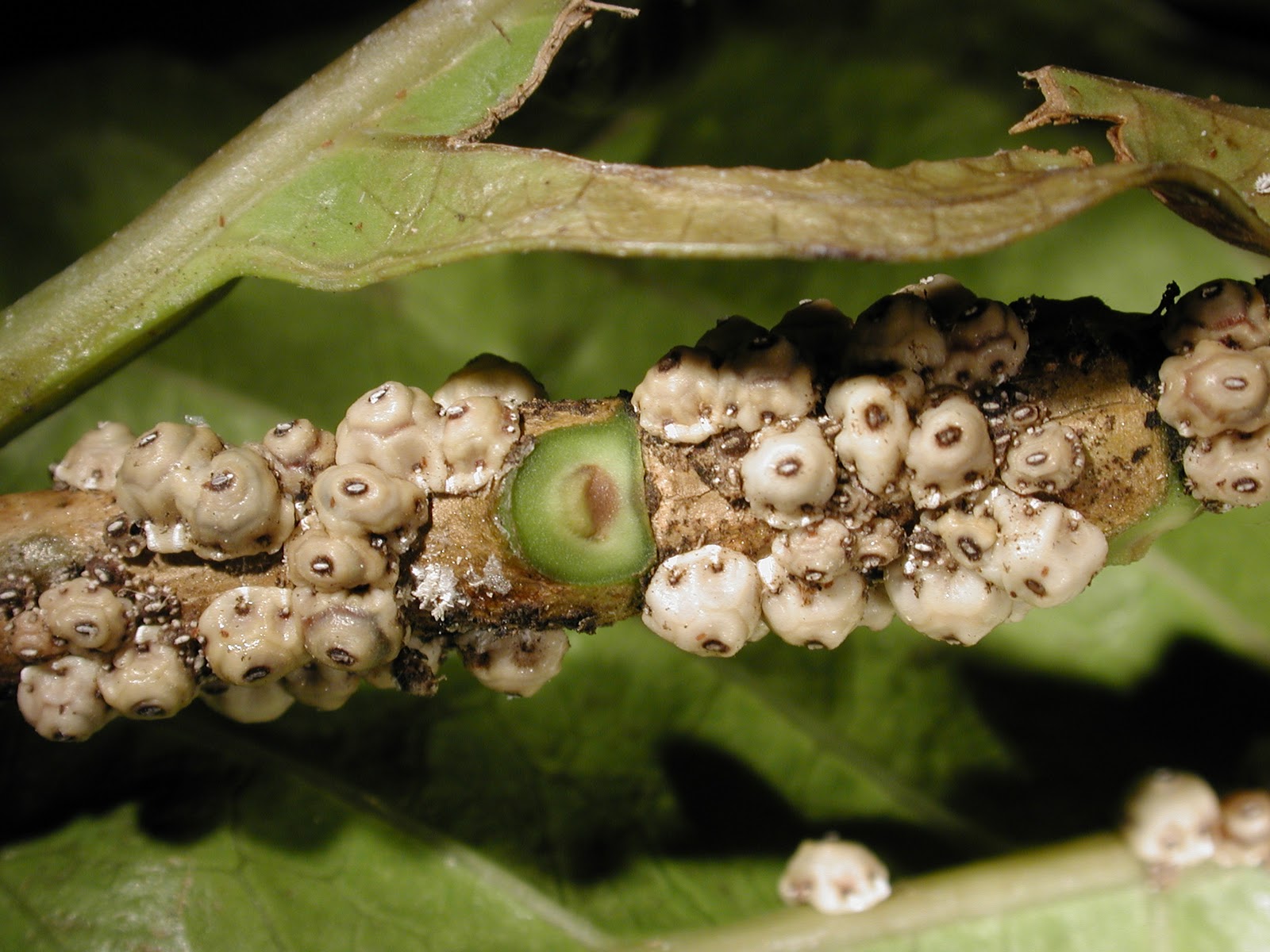 Scale insects on tea stem, Location : Mealani, Hawaii