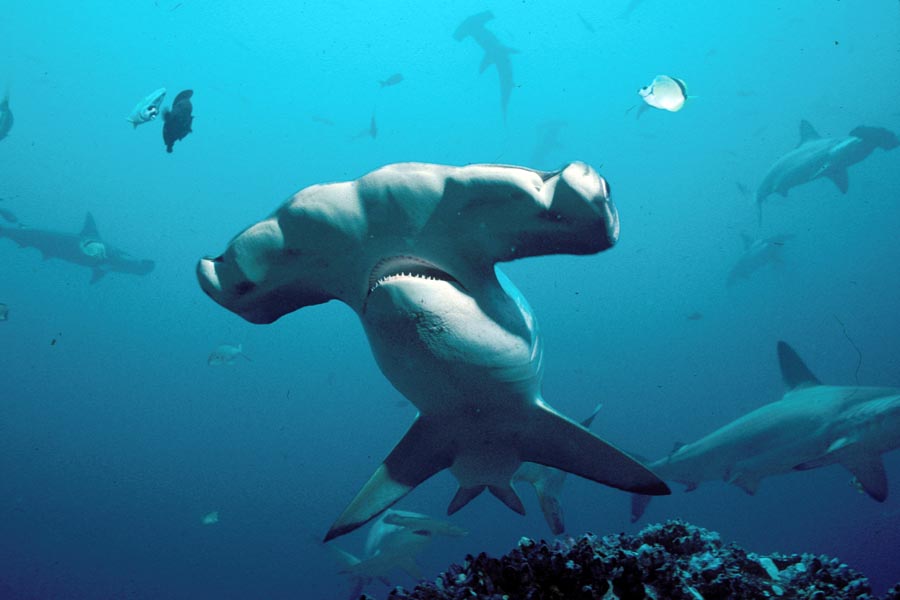 CITES CoP16: Hammerhead Shark Proposal and Updates