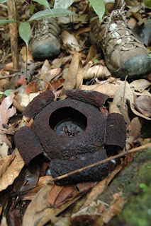 Pictures of Rafflesia Tengku-Adlinii Flower Dead Pictures of Rafflesia Tengku-Adlinii Flower Dead
