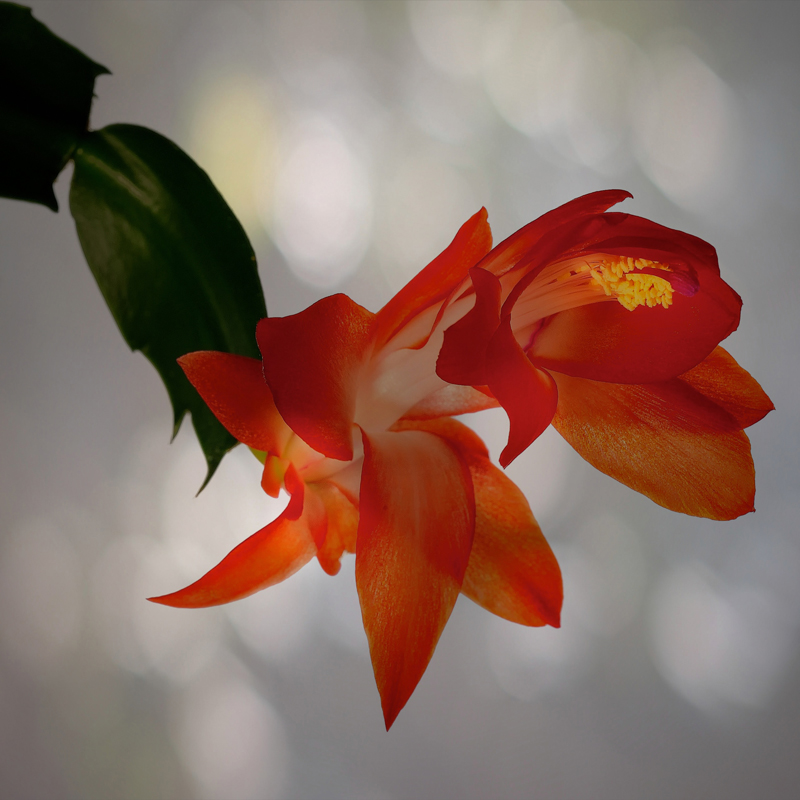 gratis amatør videoer dahlia gratis amatør videoer dahlia