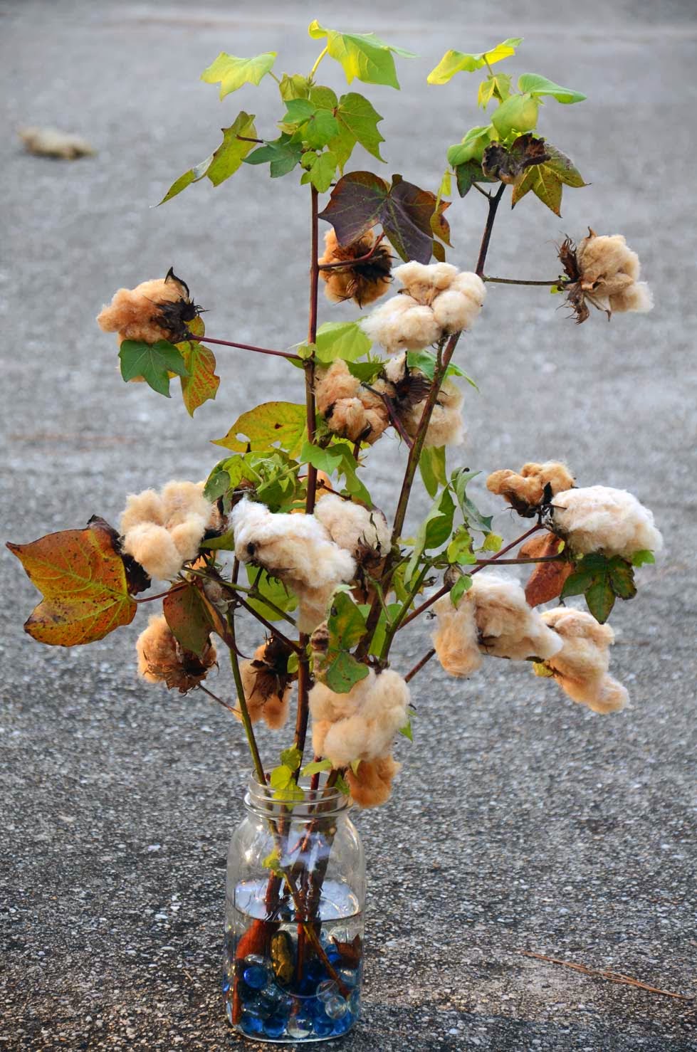 Central Virginia Organic Gardener Wednesday Lagniappe Fall "Floral