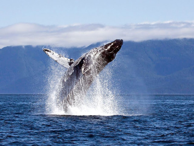 Animales de National Geographic Animales de National Geographic