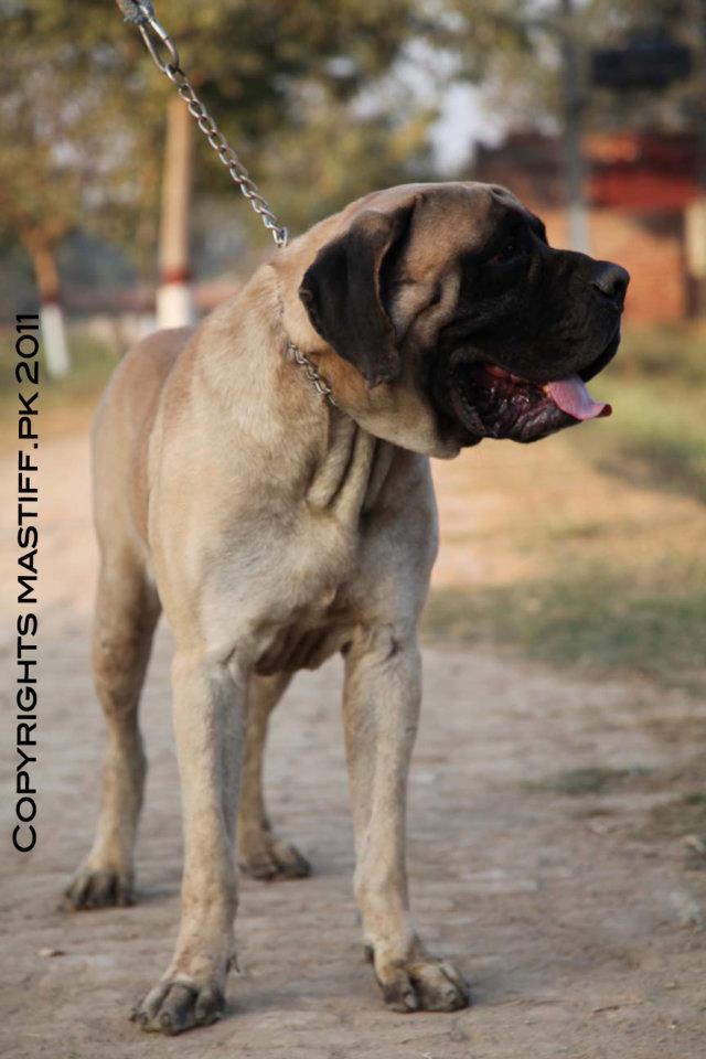zeus english mastiff