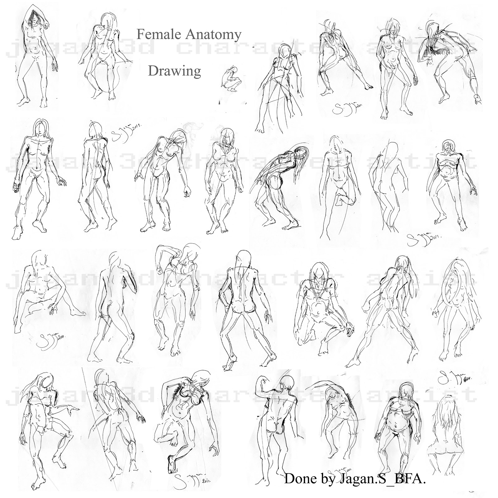 Male Anatomy Drawing