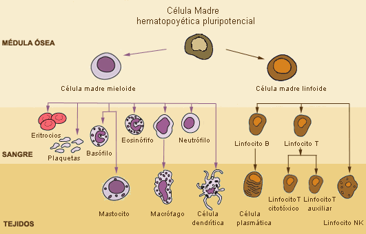 Bibliografia Manual Merck Bibliografia Manual Merck