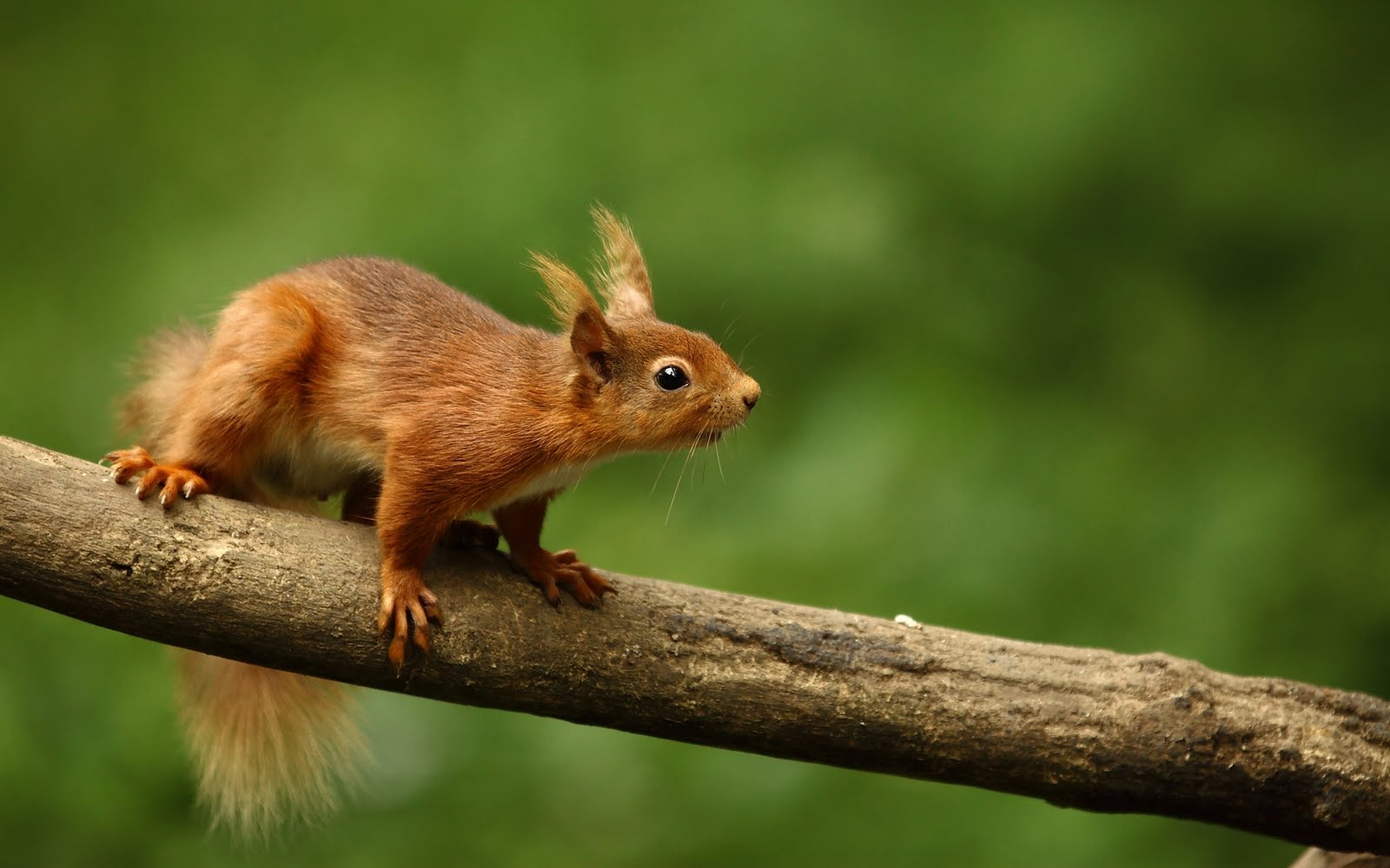 Una linda ardilla - Cute squirrel