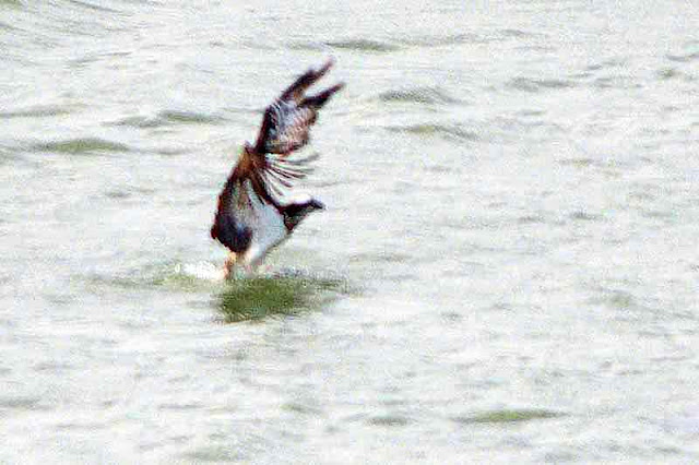 osprey, bird, leaving fresh water, wings raised