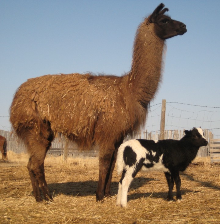 Baa Ram Ewe Sheep Using Llamas as Guard Animals for Sheep or Goats