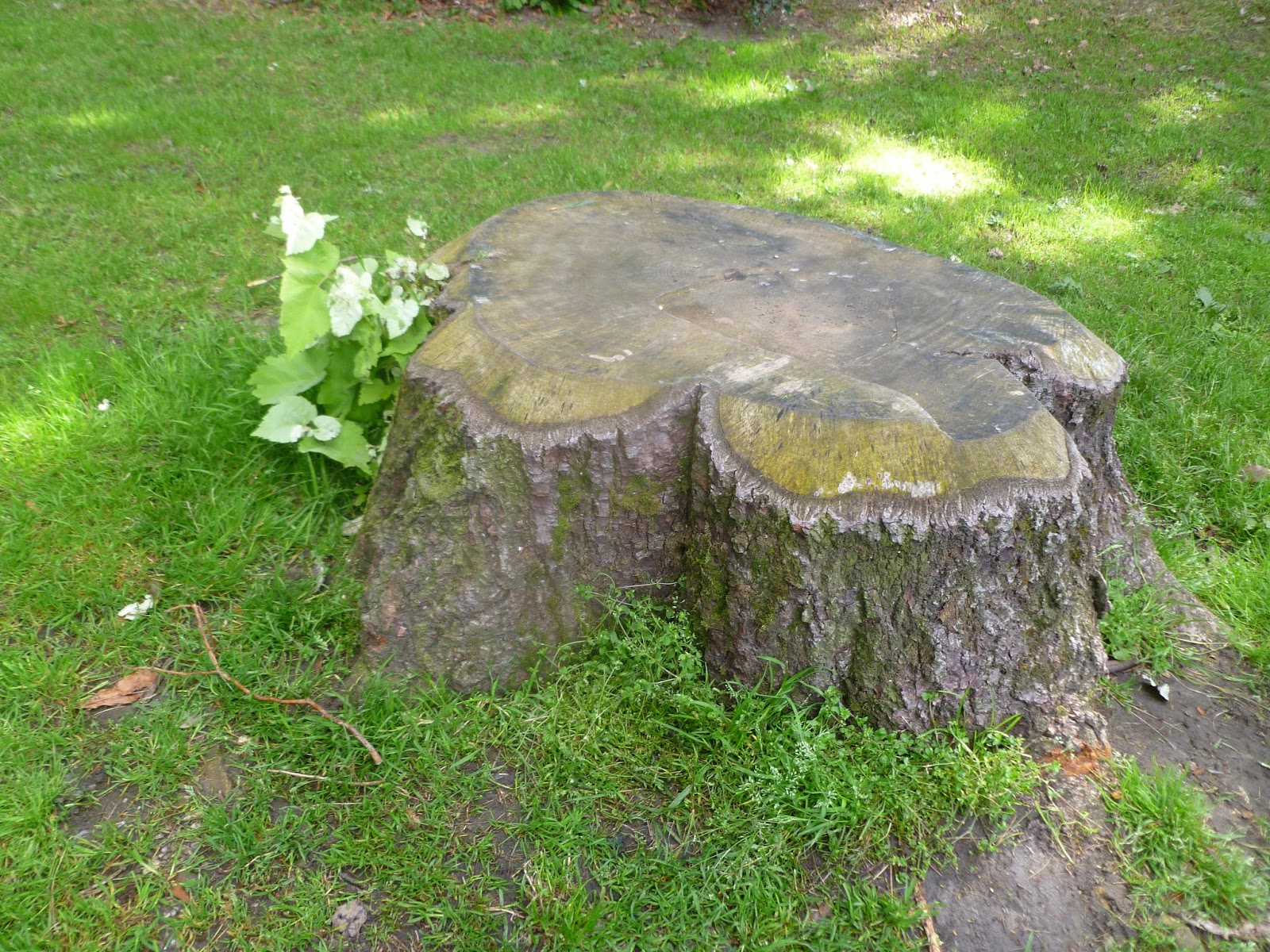 Running Delights Tree identification