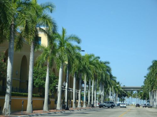 Our center for main events and check out our palms trees hence the City of Palms