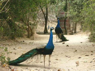 Peacock pictures