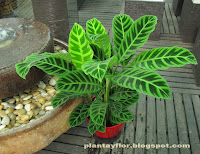 Calathea zebrina