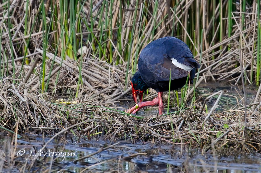 Calamon, Porphyrio porphyrio, Purple Swamphen Calamon, Porphyrio porphyrio, Purple Swamphen