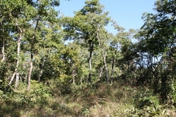 Exploração florestal tem novas normas no país Exploração florestal tem novas normas no país