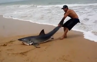 Άνδρας τραβάει Λευκό Καρχαρία πίσω στη θάλασσα με τα χέρια του... [βίντεο]