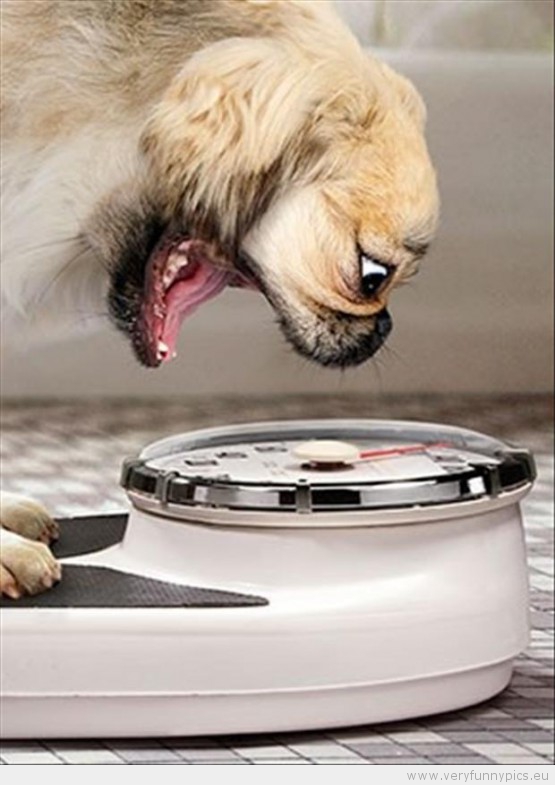 funny-picture-dog-on-a-weight-scale-555x