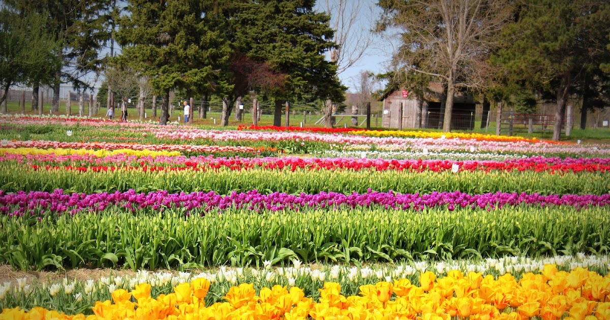 Between Chicago and India Day 194 Tulip Festival