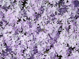 purple ground cover