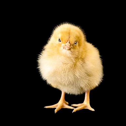 Building Green in Vermont Chickens