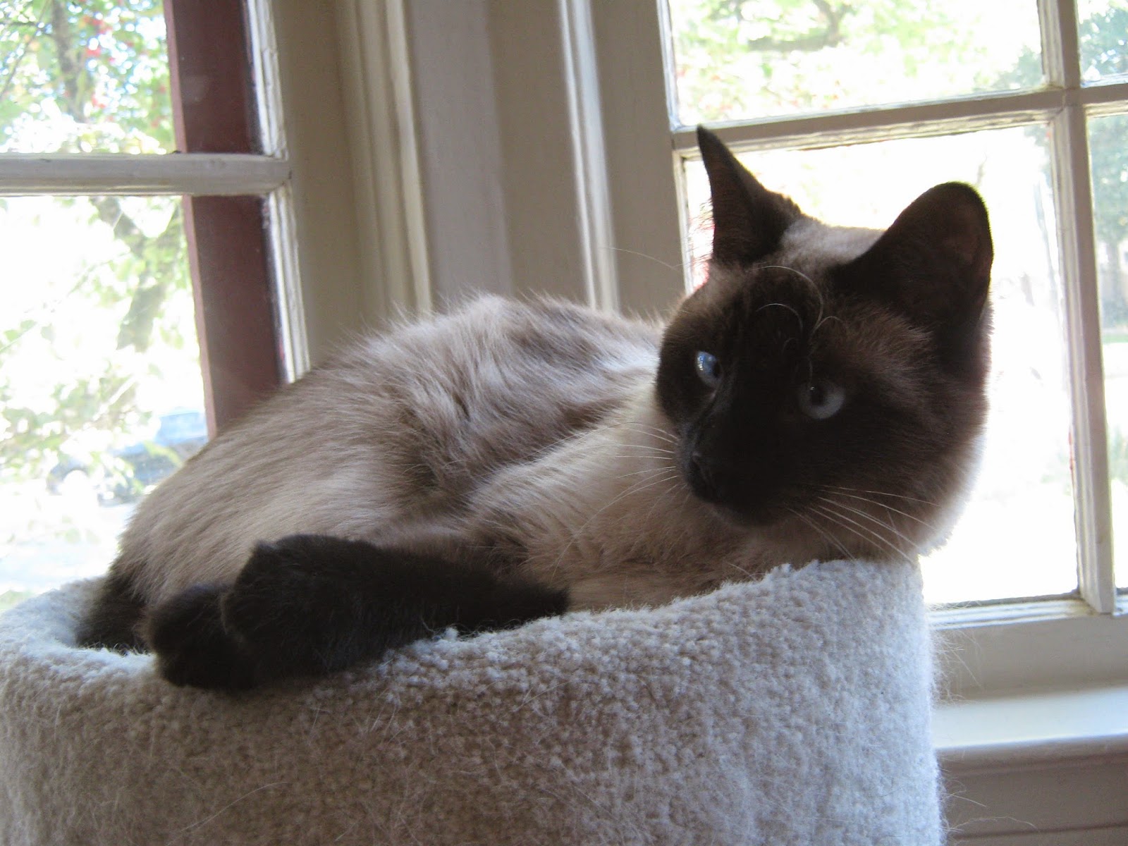 Poem A Prayer For My Anxious Cat Rachel E Watson