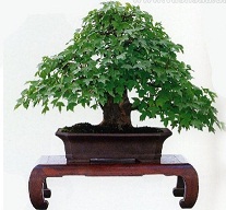 Bonsai: Cómo cuidar y cultivar en 5 pasos Bonsai: cuidar y cultivar