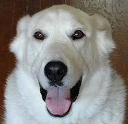 Boo - Shepherd / Husky mix