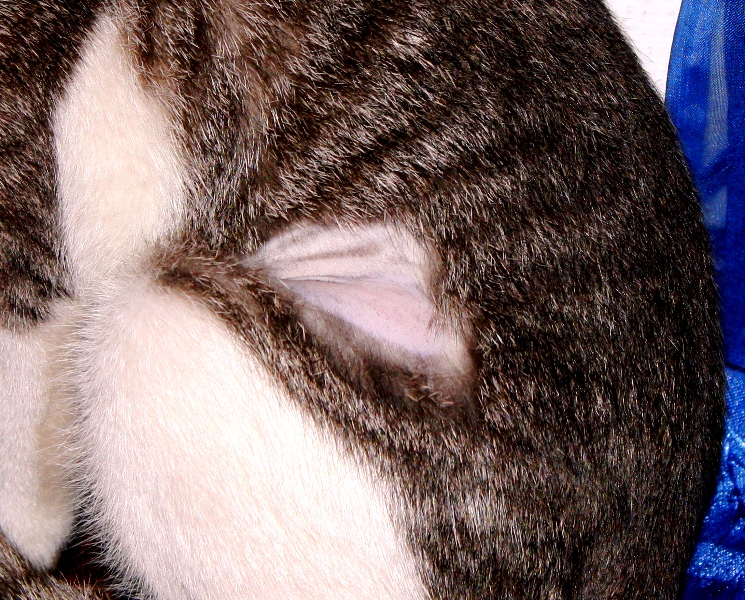 Krystal's female cat, spayed AnimalCare