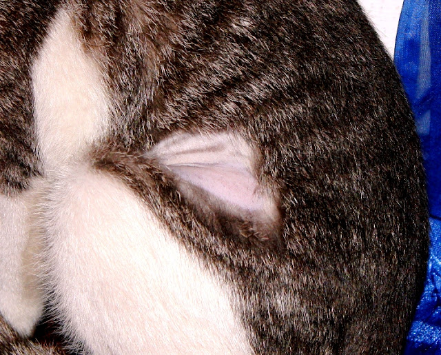 Krystal's female cat, spayed AnimalCare