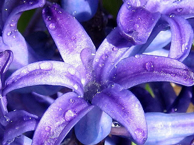 Purple Flowers Pictures