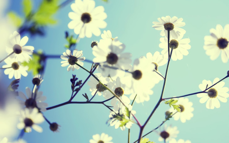 White Flowers Against Blue Sky