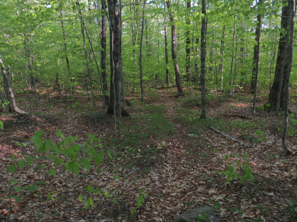 marchen forest ginseng marchen forest ginseng