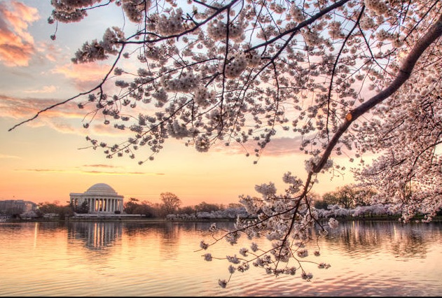 Off to See the Cherry Blossoms