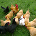 5 Best Laying Hens for Your Backyard | From Home Wealth