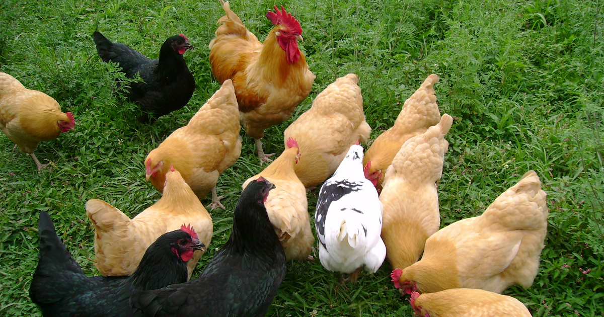 5 Best Laying Hens for Your Backyard | From Home Wealth