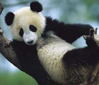 Panda di atas pohon