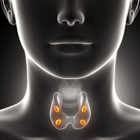 La tiroides