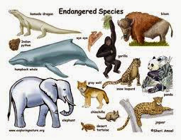 Endangered Animals