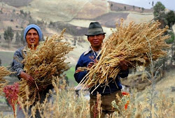 2013 año de la QUINOA