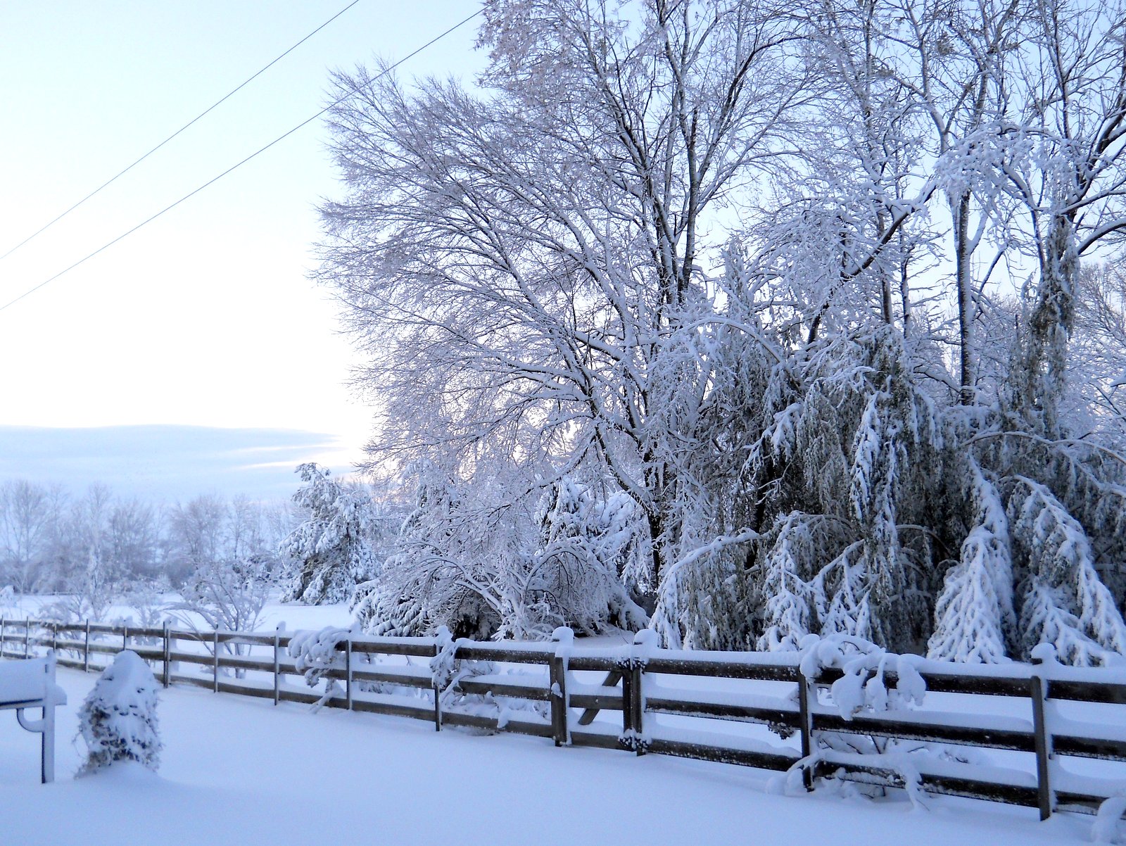 Bill's Big Bamboo WINTER BAMBOO DAMAGE