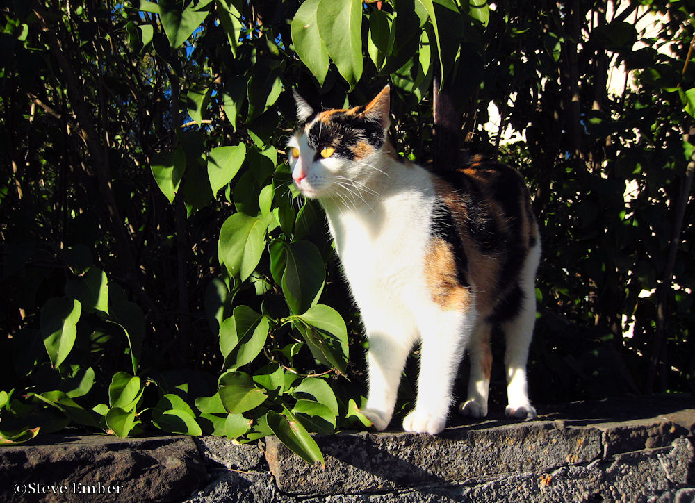 Thunderflakes Die Katze Ist Auf Die Mauer Gesprungen Redux