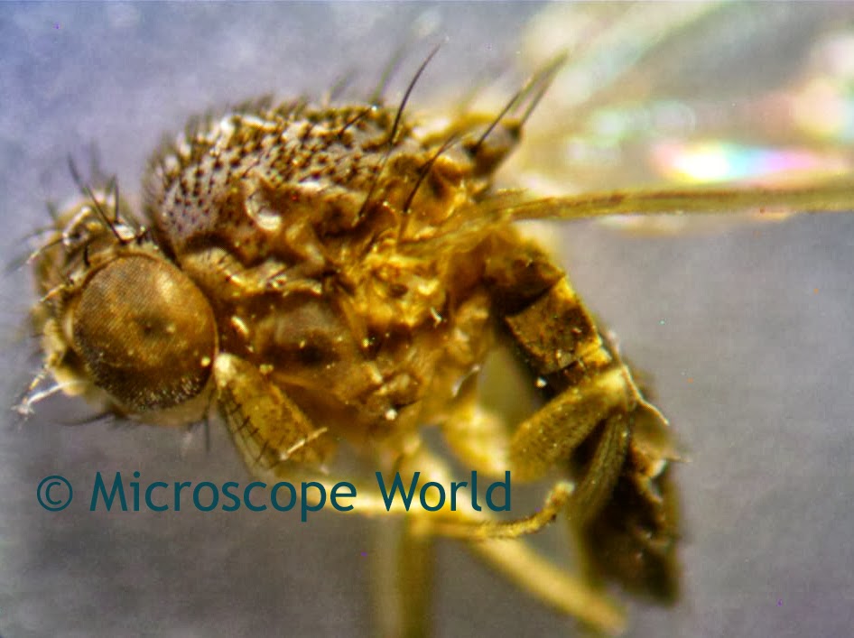 insect under microscope