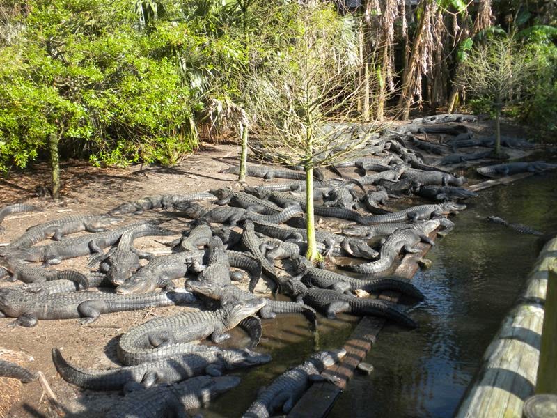 The Zoo Review: Zoo Review: St. Augustine Alligator Farm and Zoological