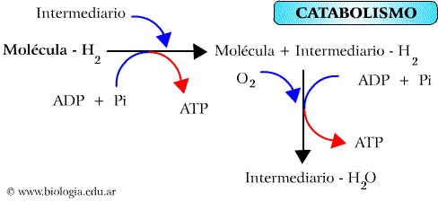 Catabolico anabolico definicion