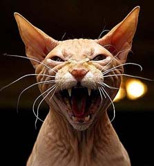 screaming-cat.jpg