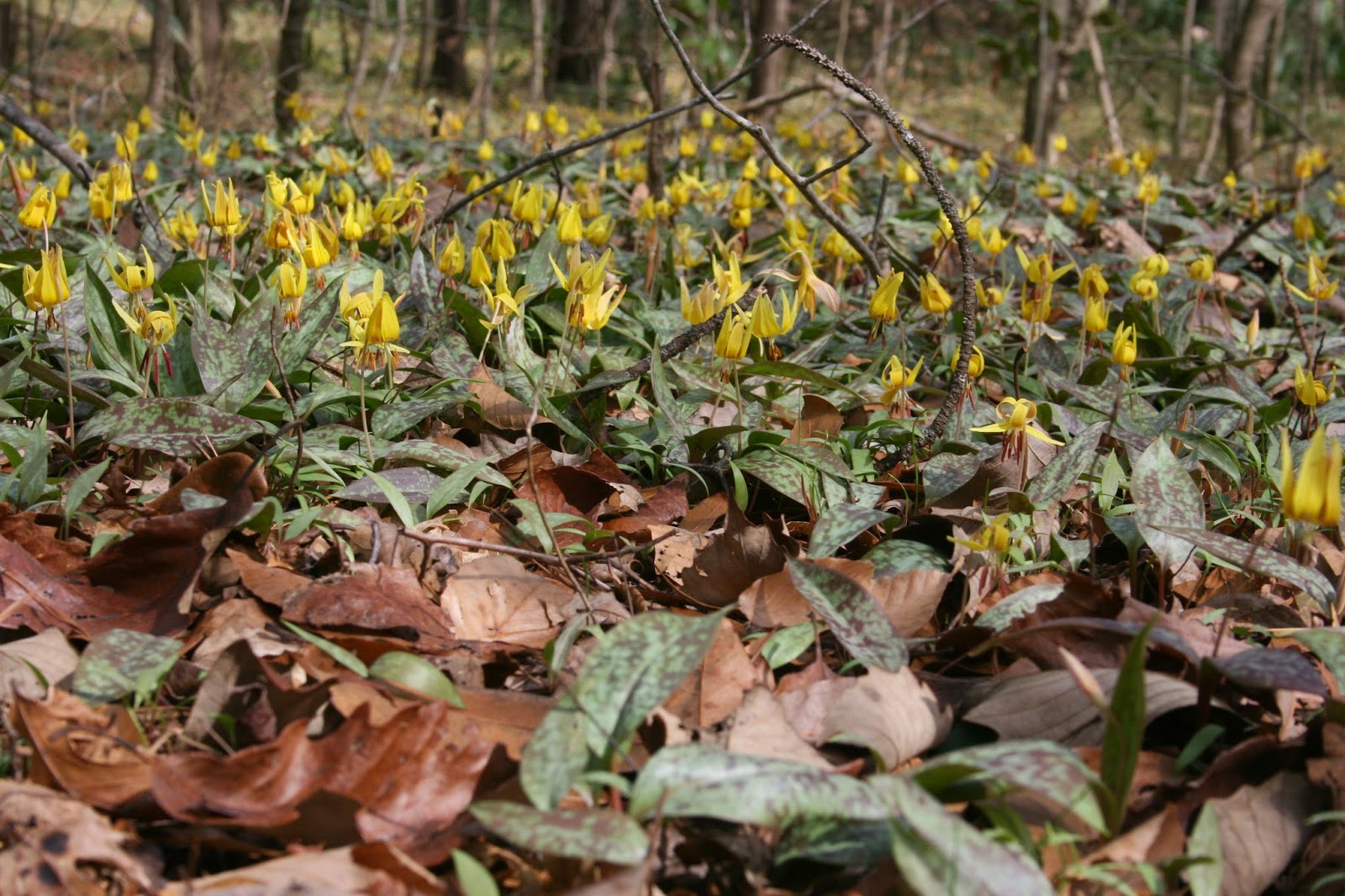 Native Florida Wildflowers Trout Lily Erythronium umbilicatum
