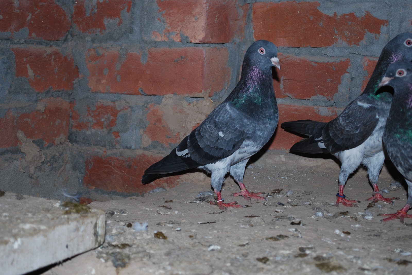 Lahori+Kabotar Dab walay new pigeons pictures.Dabwalay pakistani pigeons wallpapers ...