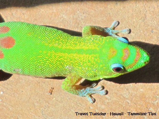 hawaii lizards