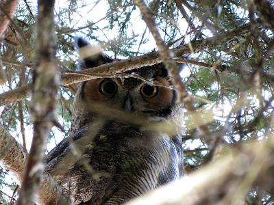 Great Horned Owl - Marshlands CA, Kingston, ON