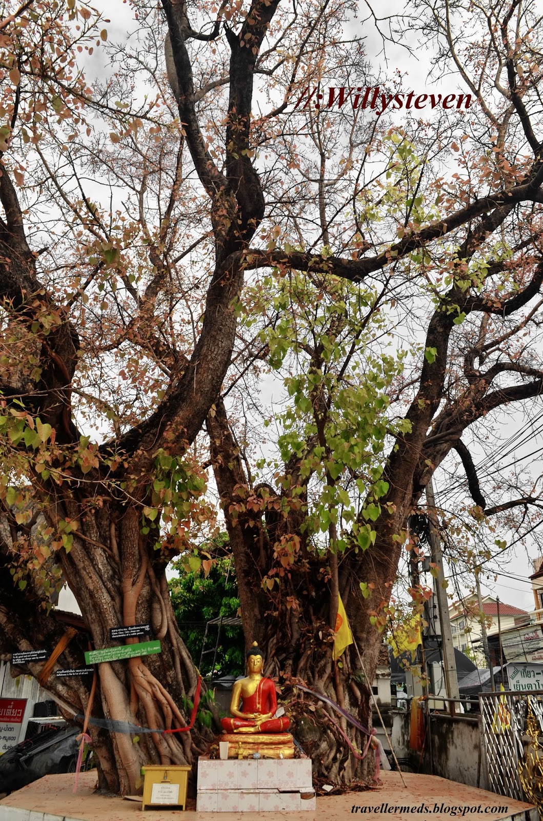 TravellerMeds: Wat Pha Bong, Chiang Mai